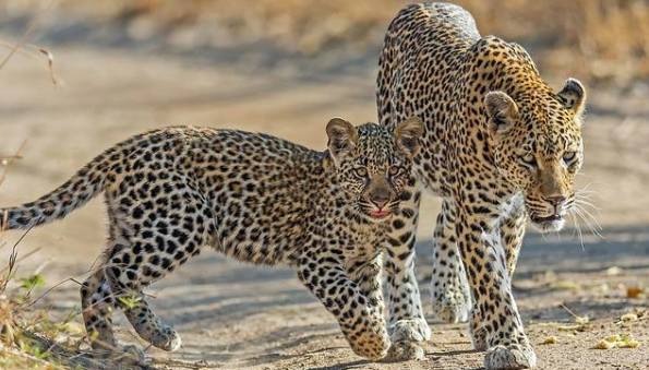Kenya-Wildlife-Holiday