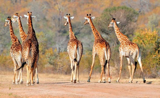 09 Days- Lemosho-route-and-Ngorongoro-budget-tour