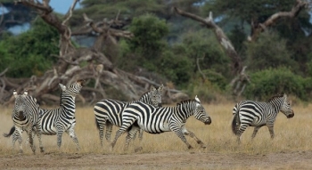 03-days-kenya-wildlife-migration-safari